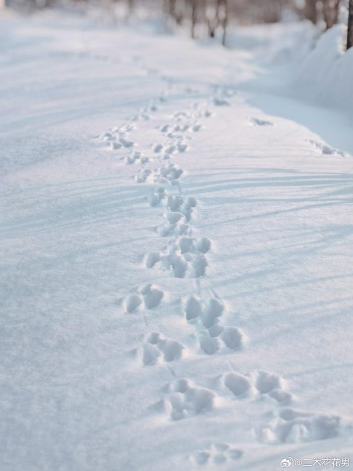 雪地上兔子的脚印图片