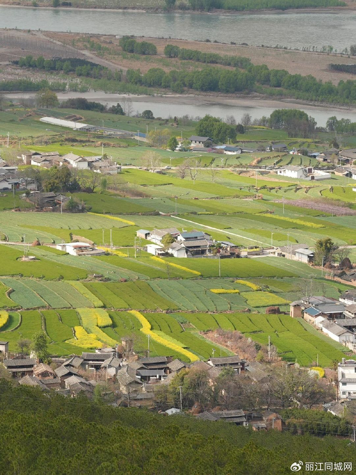 当下,玉龙县石鼓镇四兴村委会新民小组的300多亩酥梨园正处于繁花盛开