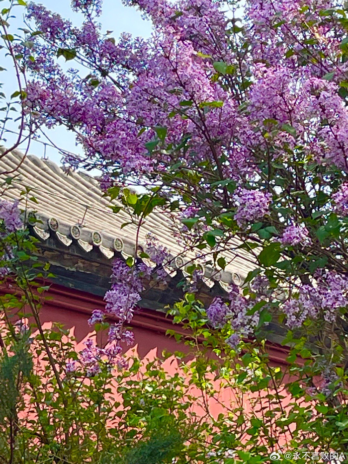 北京长椿寺外墙丁香摄影