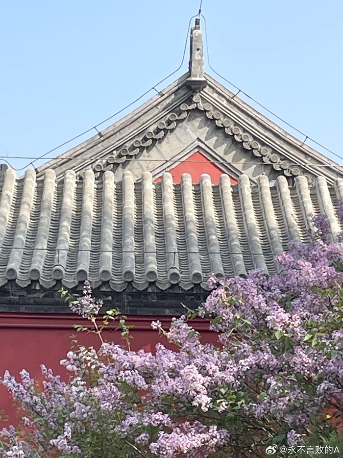 北京长椿寺外墙丁香摄影