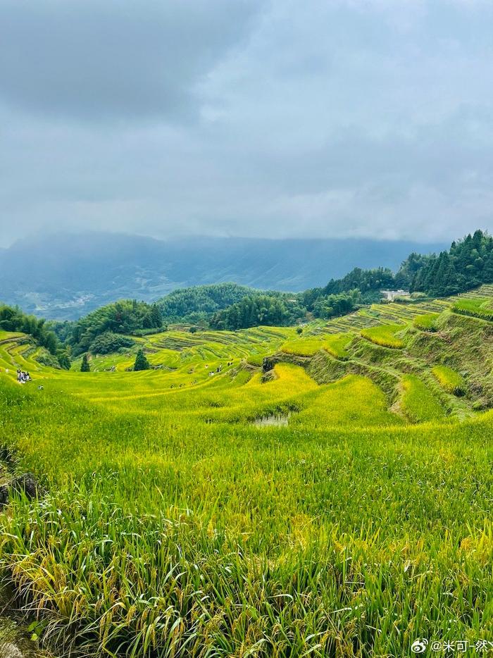 丽水云和梯田油菜花图片