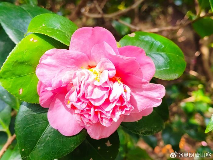 昆明植物园茶花园图片