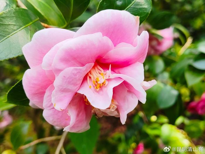 昆明植物园茶花园图片