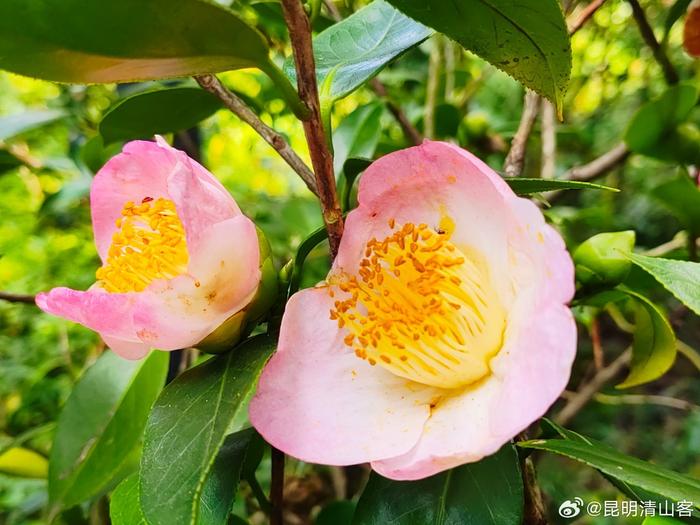 昆明植物园茶花园图片