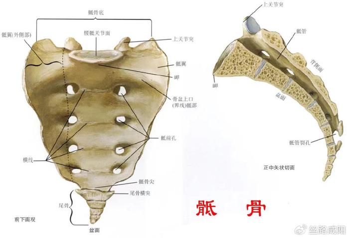 的副交感纤维组成了骶丛副交感神经,也被称为盆内脏神经,由骶前孔发出