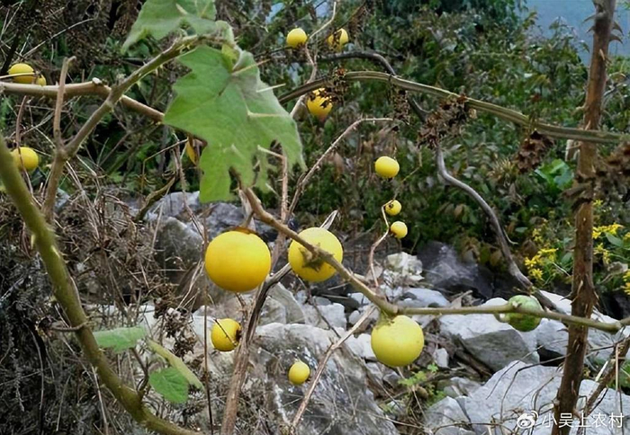 全身长刺的野果,成熟后黄黄的,老人称为″牙痛果″,有毒不能吃
