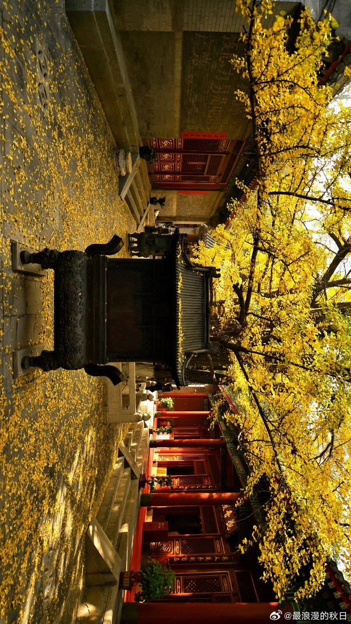 金秋时节北京大悲寺摄影