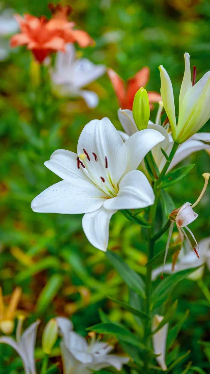 百合花风景图片图片