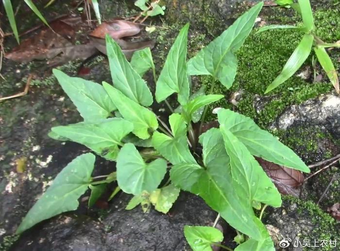 臨床實踐證明:紫花地丁配金銀花治療菌痢療效好;紫花地丁配蒲公英有