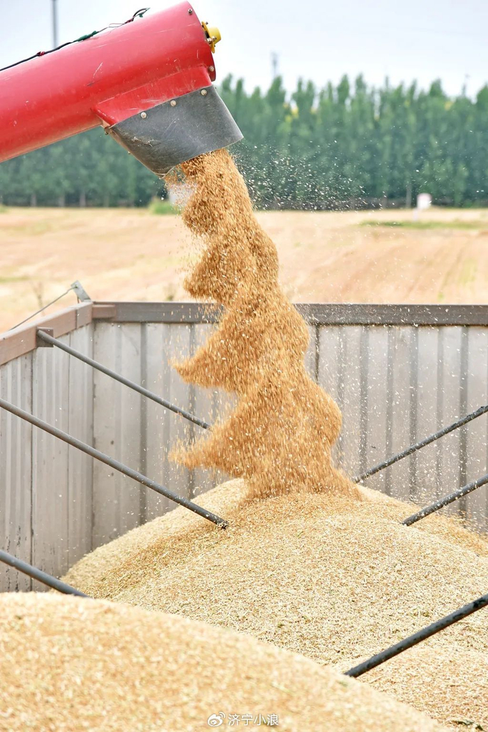 声远观察丨济宁:千里沃野丰收时|粮食|丰收|济宁_新浪新闻