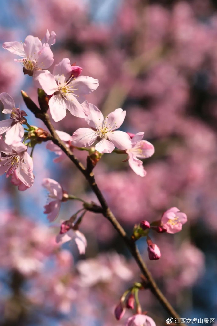 过分美丽!龙虎山樱花大片约起!|张琦|樱花|龙虎山_新浪新闻