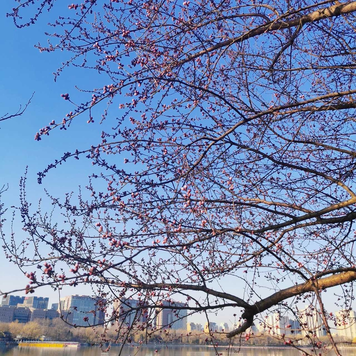 玉渊潭公园又到一年樱花季摄影