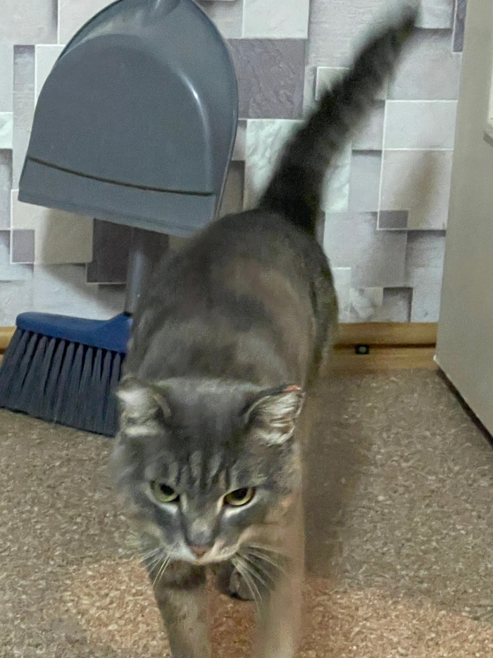 在俄罗斯捡到的猫咪耳朵被冻掉了