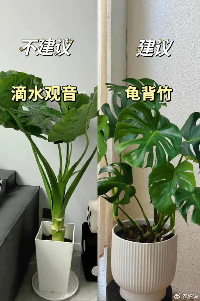 清明节前家里还有这4种花建议早些处理掉太晦气