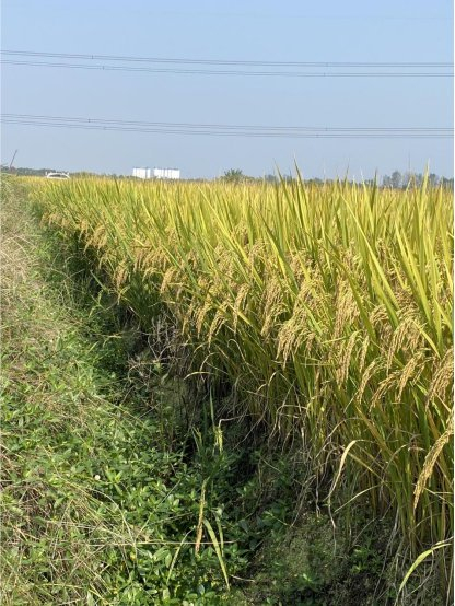 国英种业"珈禾102"籼型常规水稻获得"准生证"|水稻品种|大田|种业