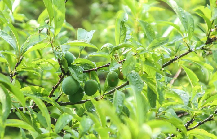 李子品种大盘点，“李”爱吃谁？