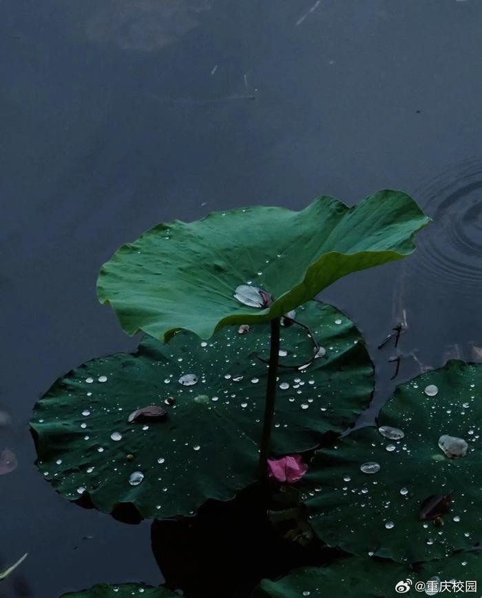 蒙蒙细雨,如诗如画,丝丝缕缕,覆盖校园