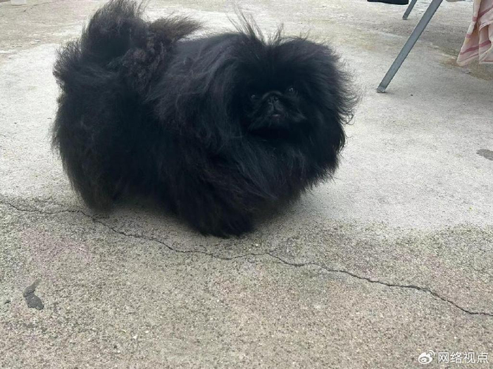 纯黑色北京犬【黑旋风】落户山东临沂