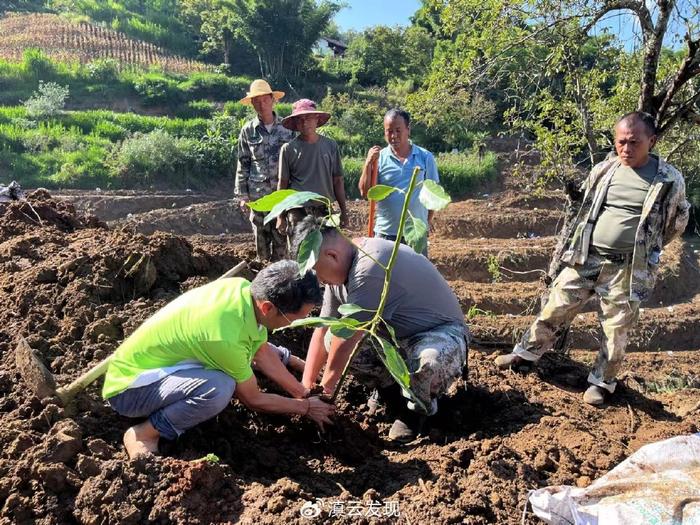 保山蒲缥:村庄抱团打造百亩牛油果示范种植基地 探索农民增收新路径