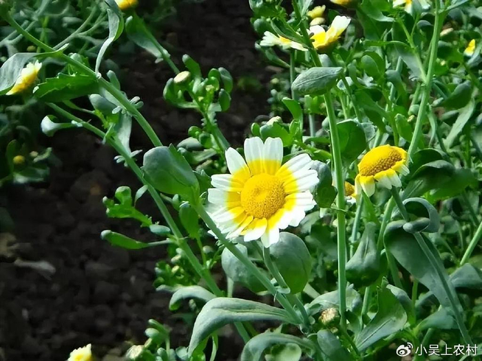 茼蒿又名蓬蒿,菊花菜,胡萝卜素是茄子的30倍,可吃又可赏花