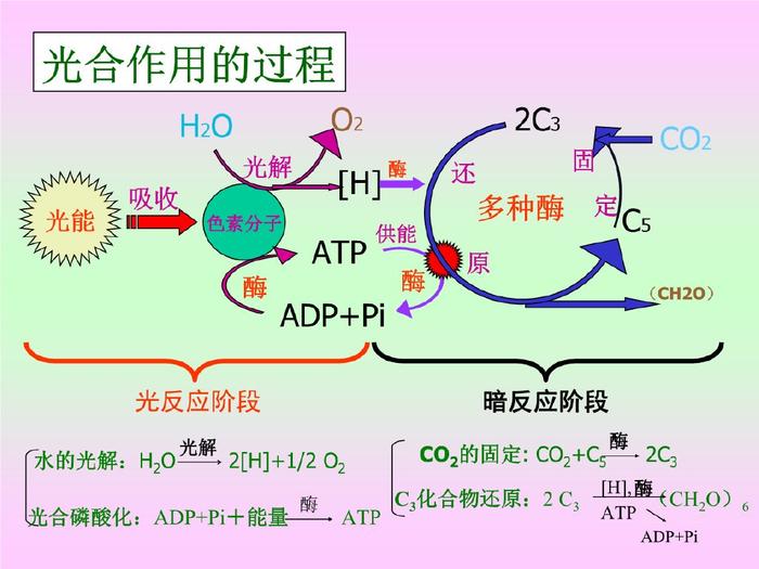 光合作用结构示意图图片