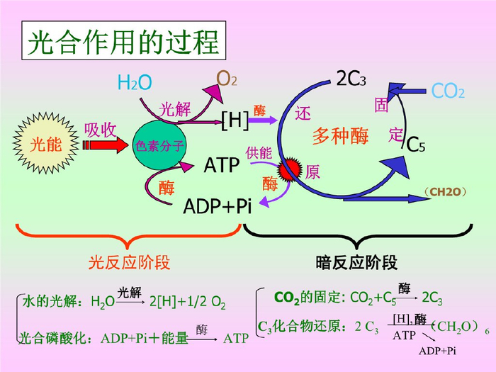光合作用为何能在短短的万亿分之一秒完成隐藏着深刻宇宙奥秘