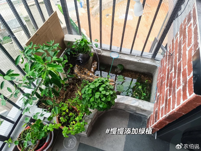 因"在阳台挖了一个鱼池"而走红,一夜圈粉无数|鱼池|阳台|鱼缸_新浪