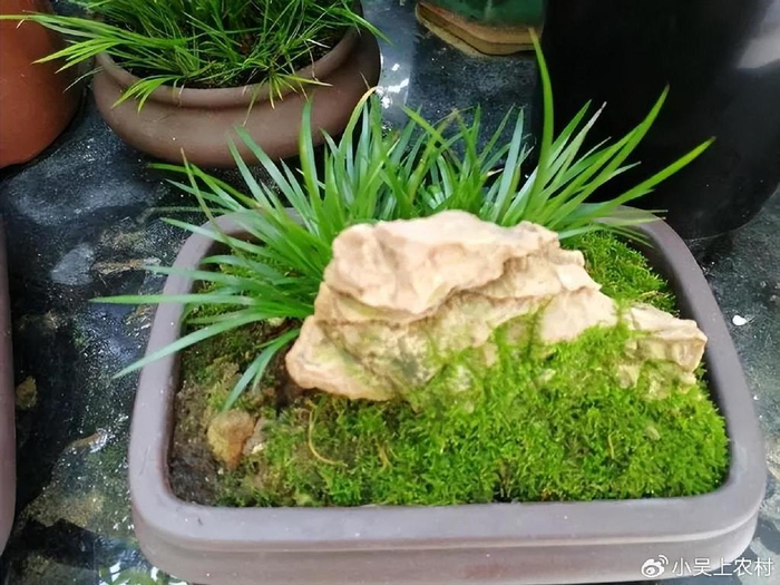 农村大名鼎鼎的石菖蒲,根28元一斤,你家乡有吗?