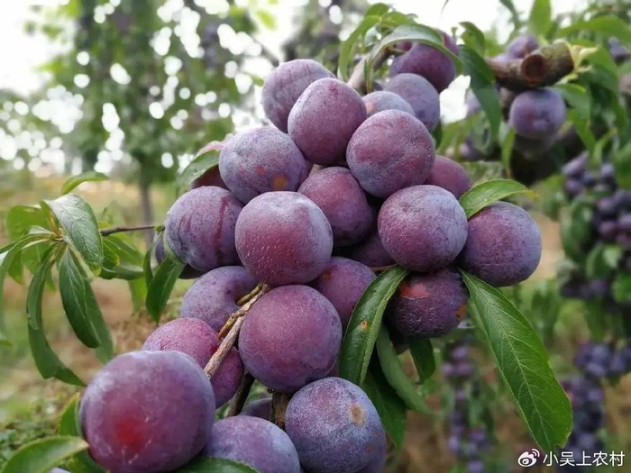 中国古代“五果”指的是什么?各有什么价值和作用,你吃过几种?|杏子|李子|栗子|果实|炒栗子_新浪新闻
