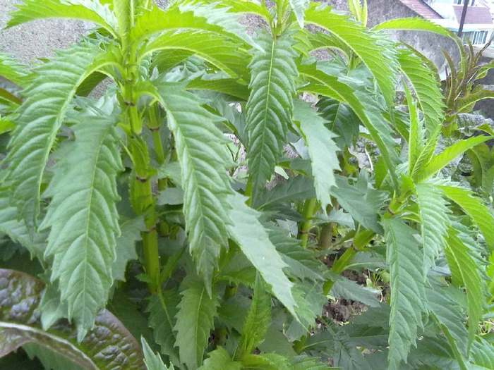 地笋又名地参,虫草参,银条菜,地蚕子,营养与人参相似,繁殖快