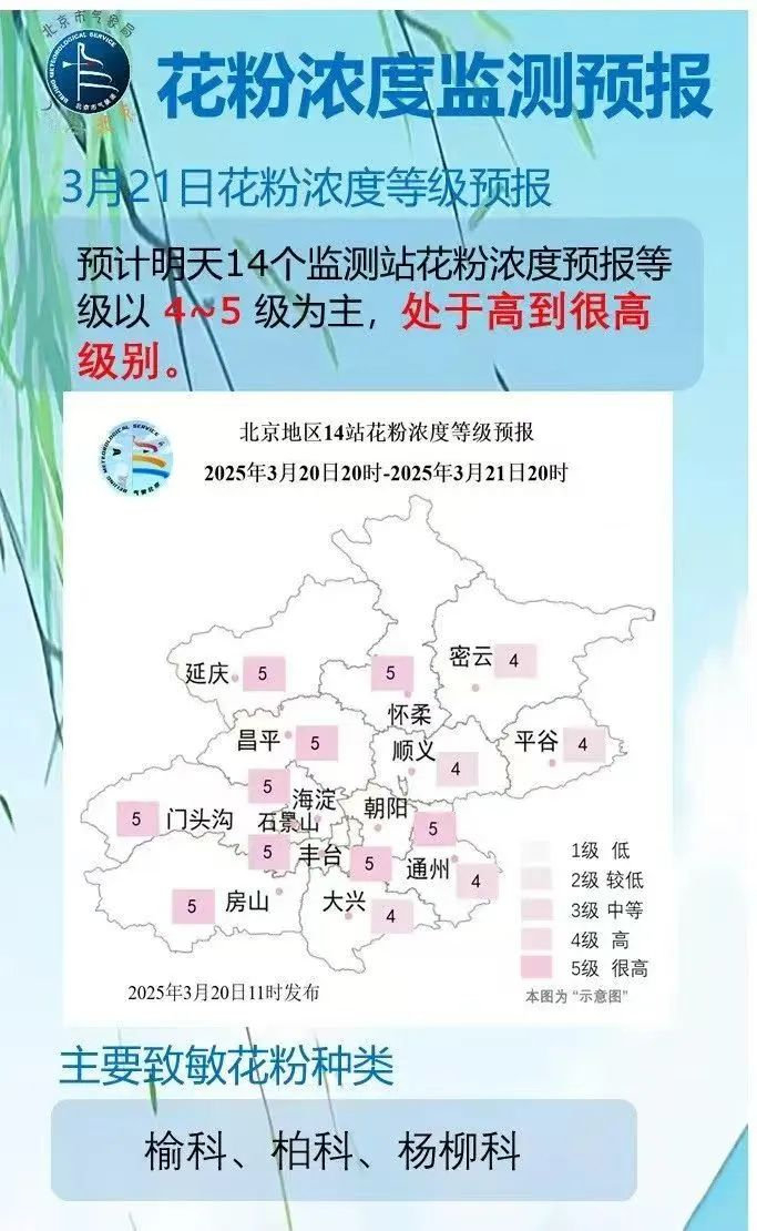 圆柏花粉到底长啥样?如何防护?有哪些误区?一文读懂花粉过敏__财经头条__新浪财经