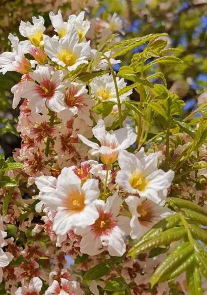 讲述| 绿叶葳蕤,自始起|刘进_新浪新闻