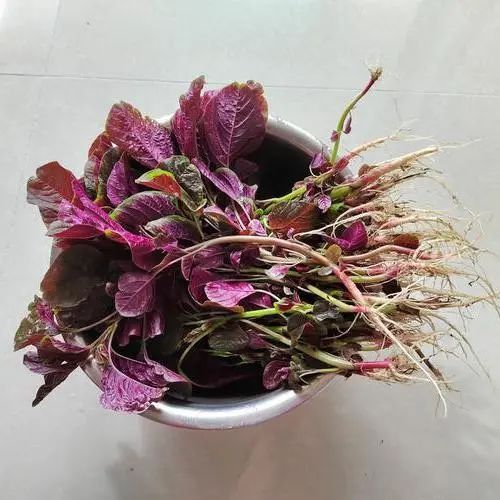 据韩国食品药品安全部3月8日称,上月29日至本月7