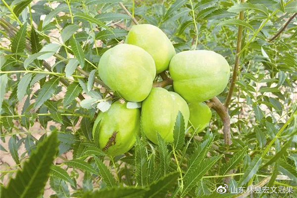 罗贯中千年祠堂里的文冠果