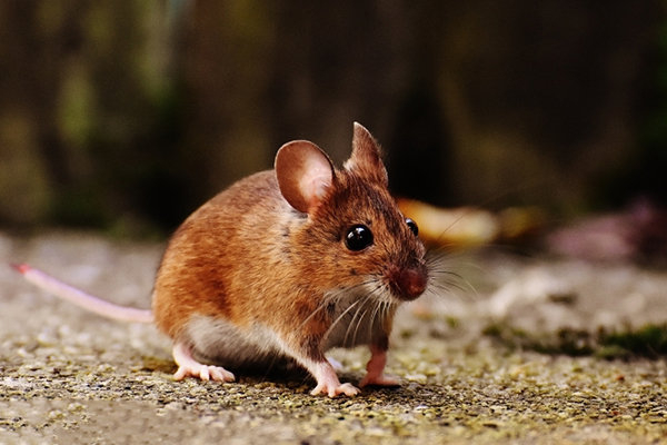 食堂灭老鼠:专业的方法,让老鼠无处藏身!