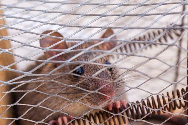 wire mesh mouse