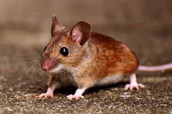 rat