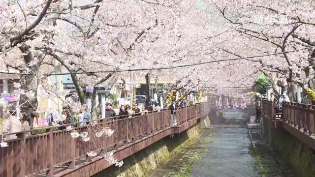 韩国镇海军港节不可错过的樱花庆典