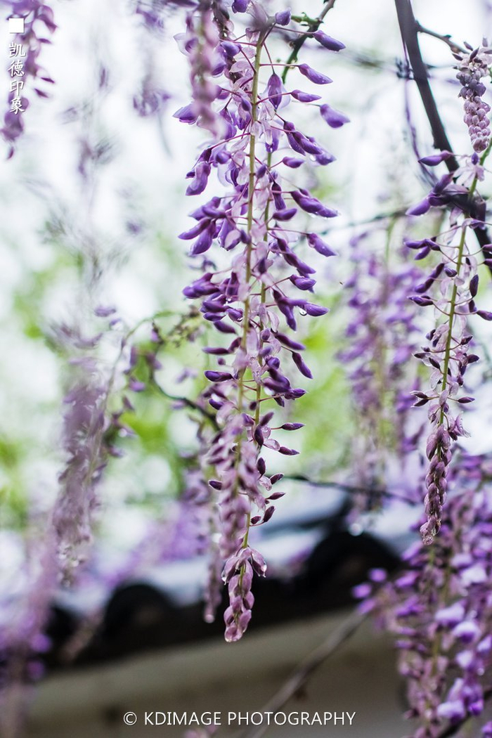 春花烂漫这些春天的花你认识几种