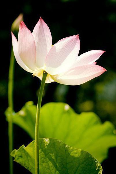 一念心清靜蓮花處處開一花一淨土一土一如來