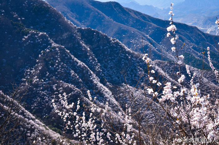 春日山花烂漫最美山野之香峪摄影
