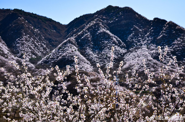 春日山花烂漫最美山野之香峪摄影