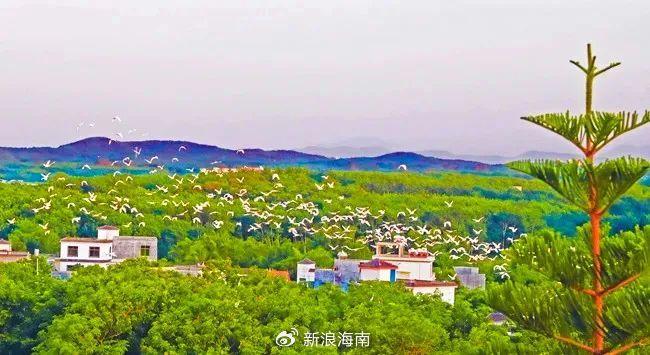 賞玫瑰盛放,參觀中國農業公園鄉愁博物館,符南進將軍紀念館,欣賞儋州