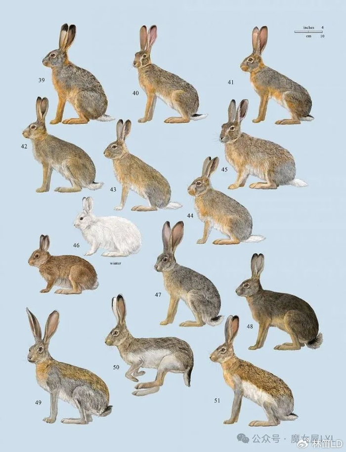兔年快结束了,还有多少兔子你不认识的?|南非|苏门答腊|鼠兔_新浪新闻