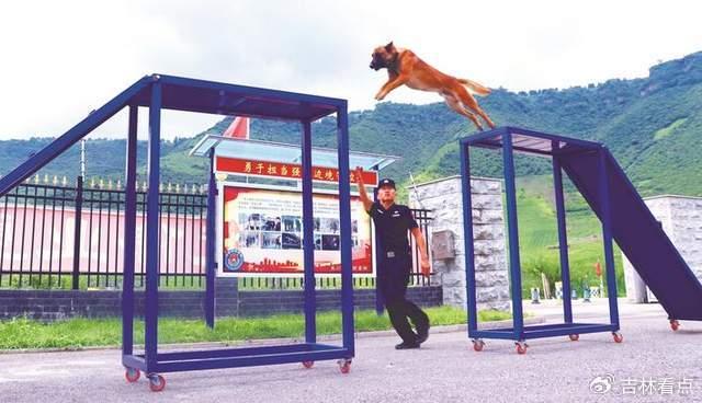 广州警犬训练基地图片