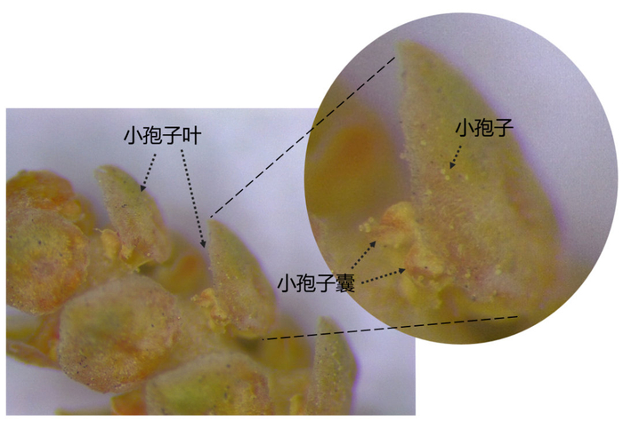 圆柏花粉到底长啥样?如何防护?有哪些误区?一文读懂花粉过敏