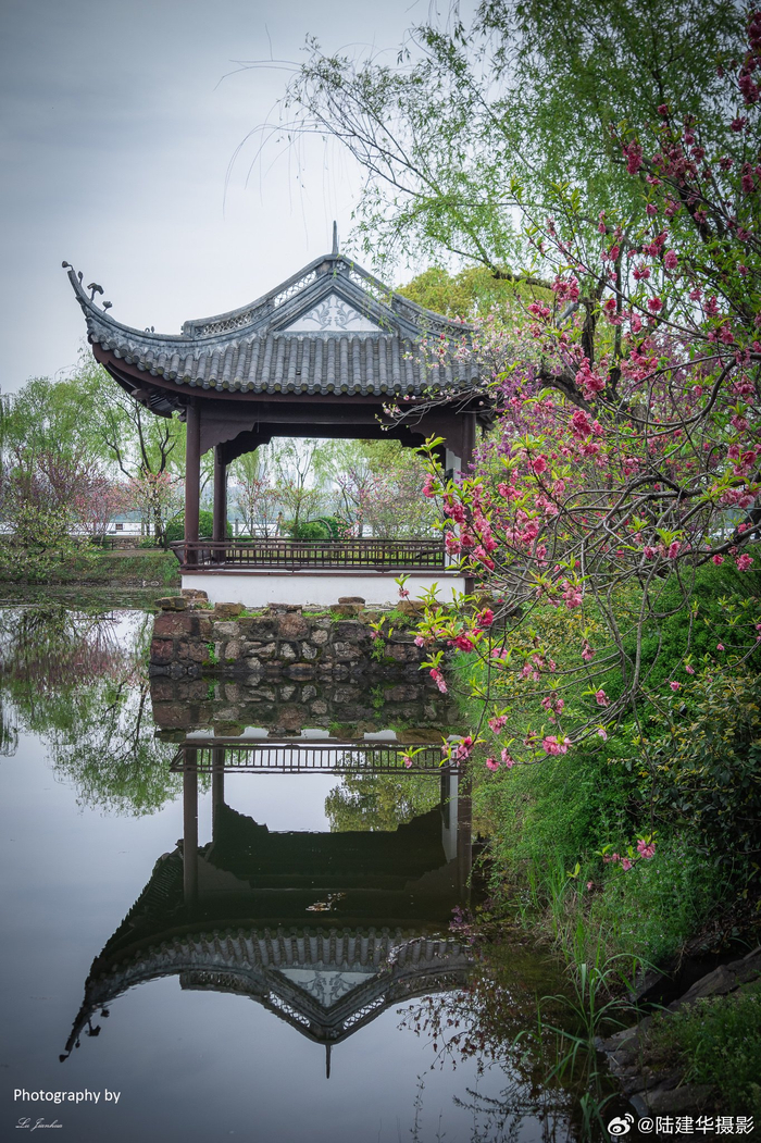 无锡蠡园,晚桃花盛开的时候