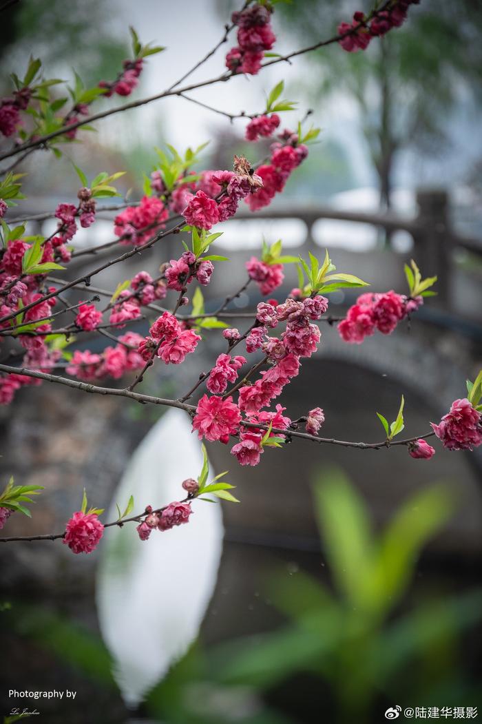 蠡园桃花节2021图片