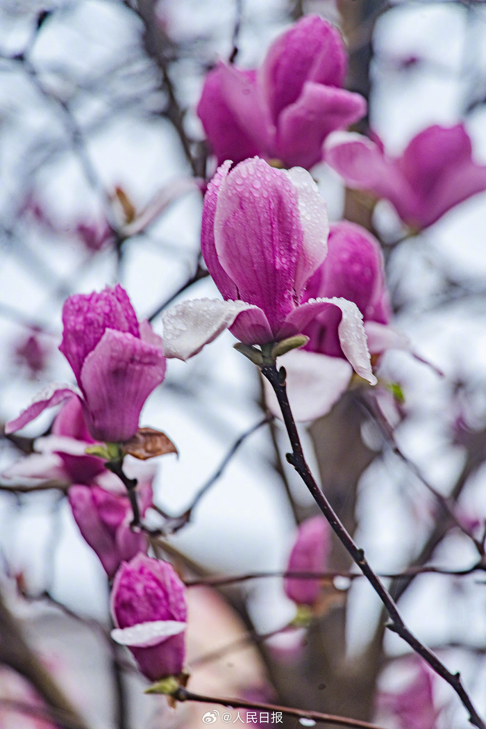 春雨中的玉兰花粉艳多姿,清新素雅