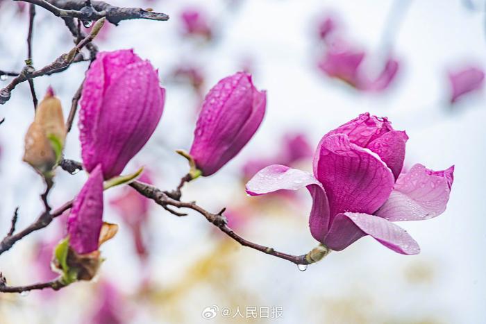 春雨中的玉兰花粉艳多姿